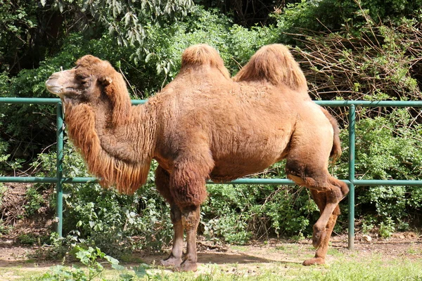 Kamel lebt auf Safari — Stockfoto