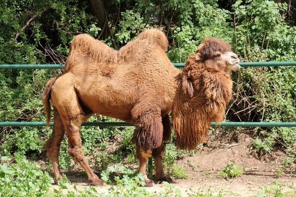 Camel lives in Safari — Stock Photo, Image