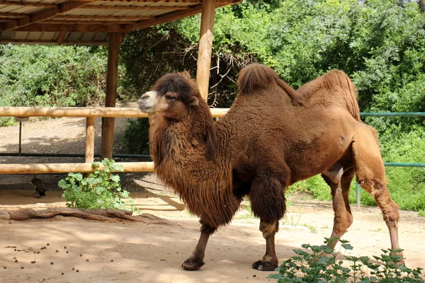 Kamel lebt auf Safari — Stockfoto