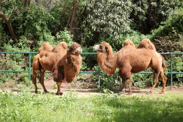 Верблюд живет в сафари — стоковое фото