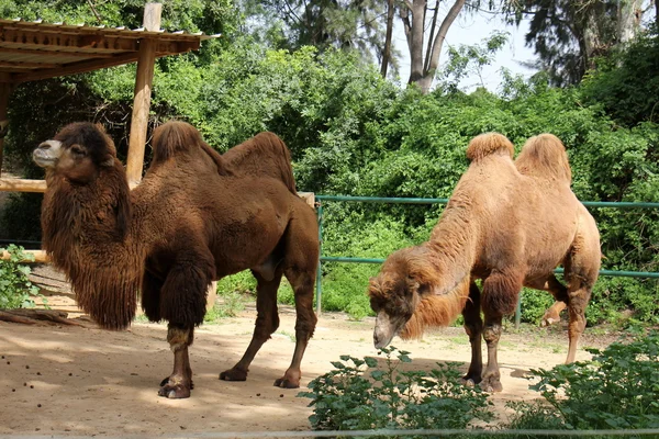 Wielbłąd mieszka w Safari — Zdjęcie stockowe