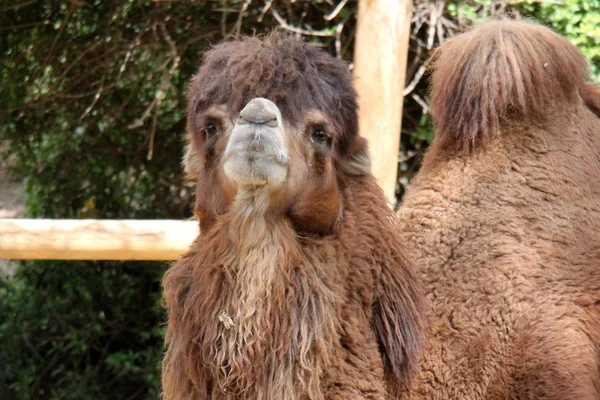Kamel lebt auf Safari — Stockfoto
