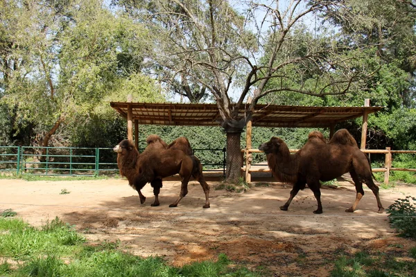 Kamel lebt auf Safari — Stockfoto