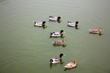 hayvanlar uçan kuşlar-