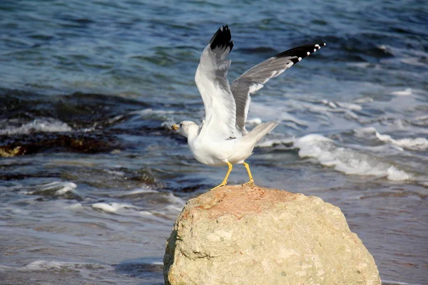 Aves - animais voadores — Fotografia de Stock
