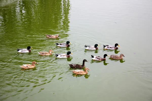 Vogels - dieren vliegen — Stockfoto