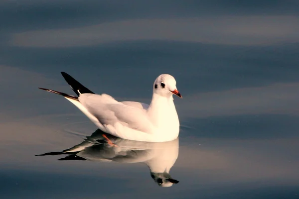 Oiseaux - animaux volants — Photo