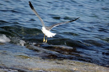 hayvanlar uçan kuşlar-