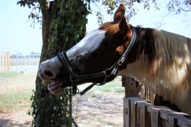 a evde beslenen hayvan at olduğunu