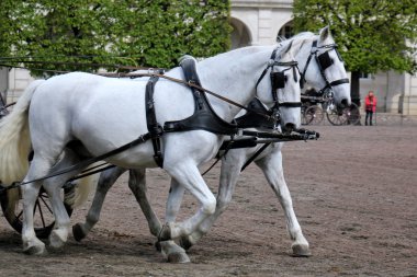 a evde beslenen hayvan at olduğunu