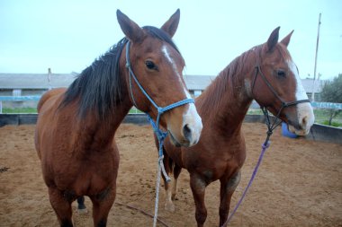 a evde beslenen hayvan at olduğunu