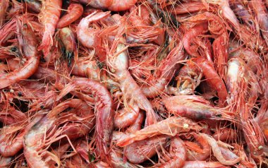 In Bazaarı Acre kentinde