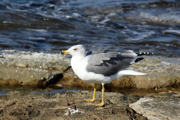 Oiseaux - animaux volants — Photo