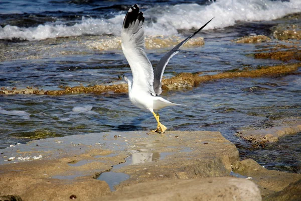 Aves - animales voladores —  Fotos de Stock