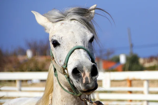 A ló egy kisállat — Stock Fotó