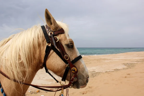 a evde beslenen hayvan at olduğunu