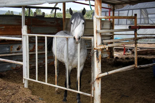 Il cavallo è un animale domestico — Foto Stock