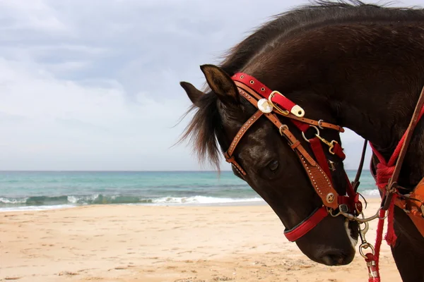 Das Pferd ist ein Haustier — Stockfoto