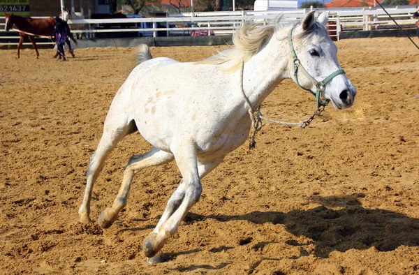 El caballo es una mascota — Foto de Stock