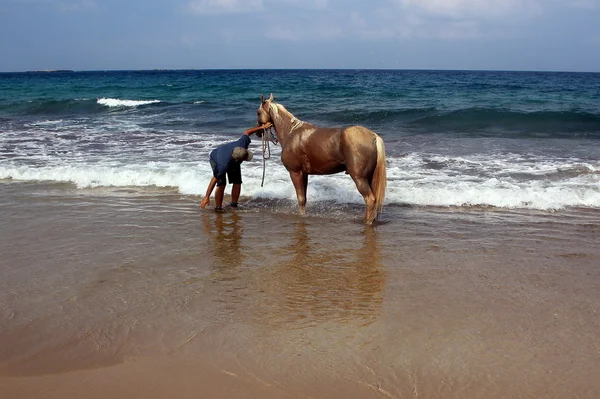 a evde beslenen hayvan at olduğunu