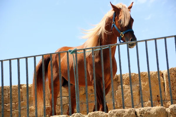 Le cheval est un animal de compagnie — Photo