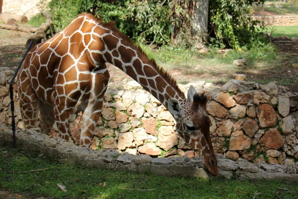 zürafa bir safari içinde yaşıyor