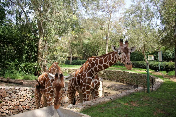 Girafa vive em um safari — Fotografia de Stock