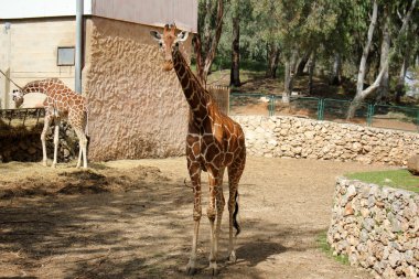 zürafa bir safari içinde yaşıyor
