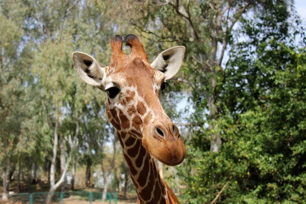 Zürafa bir safari içinde yaşıyor — Stok fotoğraf