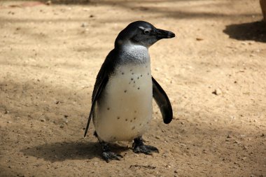 Kuşlar sınıfının çeşitli