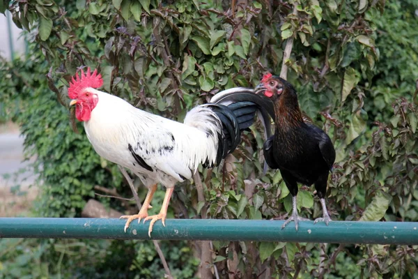 Een verscheidenheid van vogels klasse — Stockfoto