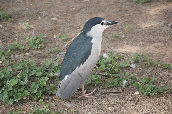 Eine Vielzahl von Vögeln Klasse — Stockfoto