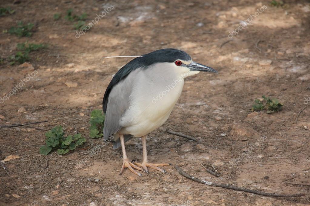 Una Variedad De Aves Clase Foto De Stock C Shimonbar Mail Ru 102514338