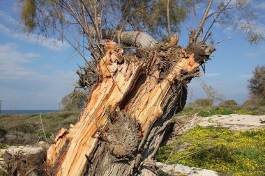 şekil ve doku ahşap