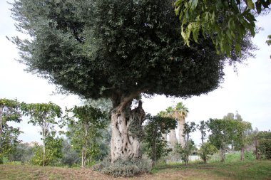 şekil ve doku ahşap