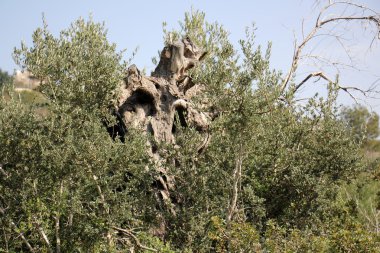 şekil ve doku ahşap