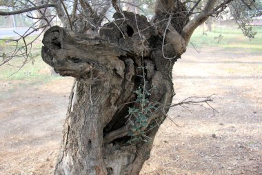 şekil ve doku ahşap