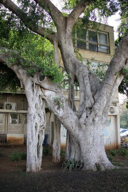 şekil ve doku ahşap