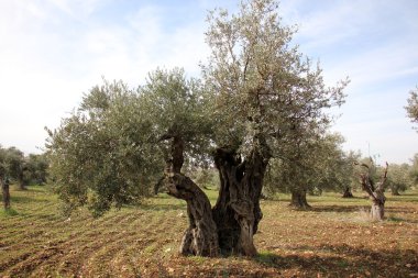 şekil ve doku ahşap