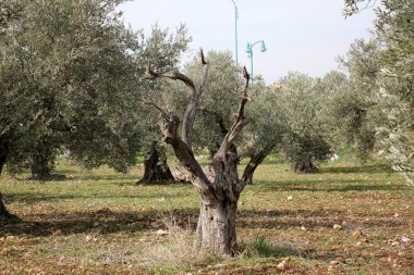 şekil ve doku ahşap