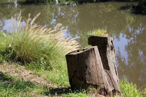 Vorm en textuur van hout — Stockfoto