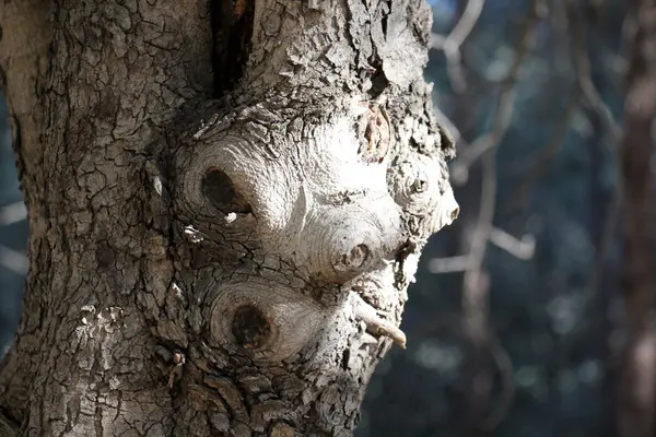 Forme et texture du bois — Photo