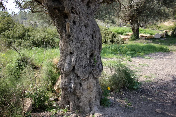 şekil ve doku ahşap