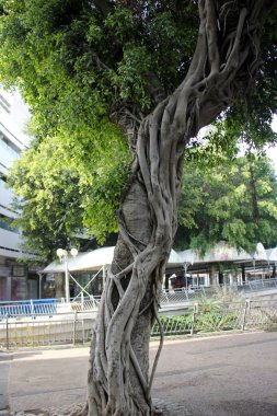 şekil ve doku ahşap