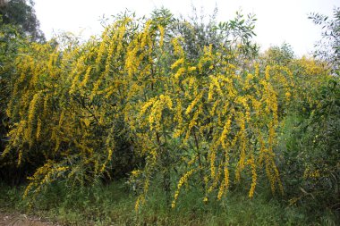 mimoza çiçek yolun yanında
