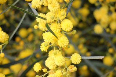 mimoza çiçek yolun yanında