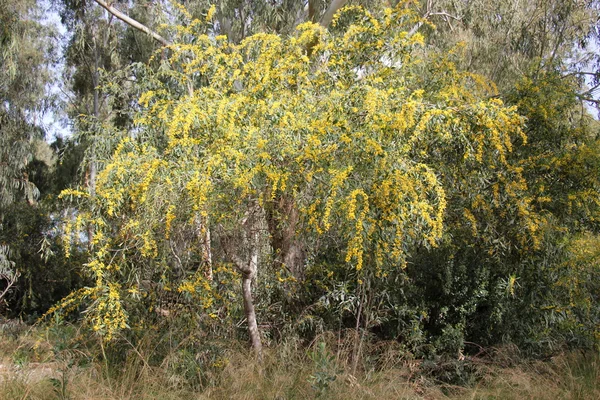 Fiori di mimosa lungo la strada — Foto Stock