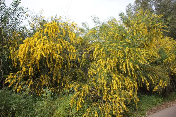 Mimosa flowers beside the road — Stock Photo, Image