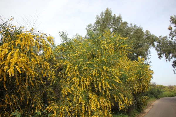 Mimosa flowers beside the road — Stock Photo, Image