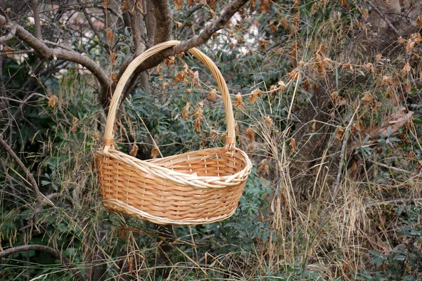 Natureza em Israel — Fotografia de Stock